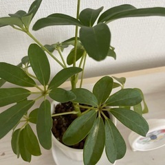 カポックの陶器鉢の画像