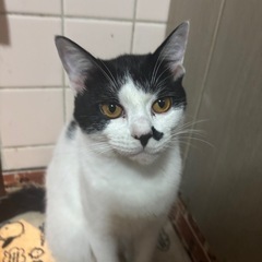 半年のねこちゃん