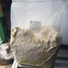 カワタタケ菌糸ブロック