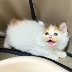 1.5ヶ月の3頭の子猫ちゃんたち❗️