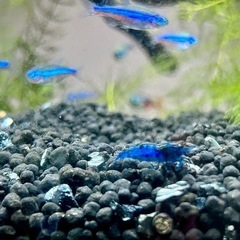 ベルベットブルーシュリンプの画像