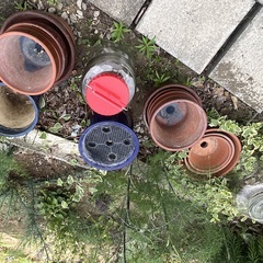 果実酒瓶　花瓶の画像