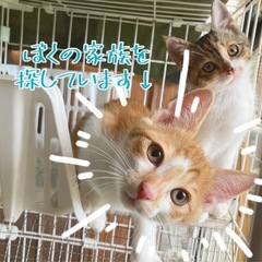 子猫　白地に茶トラ　鍵しっぽ　男の子