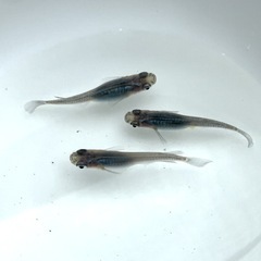 ブラックオパールシャドー　卵30＋α