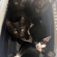 子猫 生後3ヶ月前