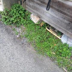 草刈りのお手伝いします｡