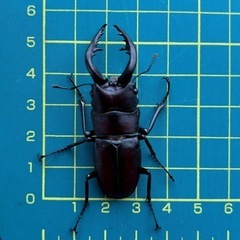 ノコギリクワガタ♂ 約5.5cm
