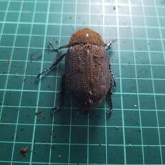 ヘラクレスオオカブトメス②の画像