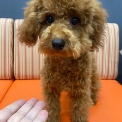 トイプードル 子犬 オス 生後5ヶ月