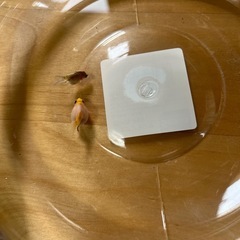 ちょうちんパールの赤ちゃん3匹　金魚の画像