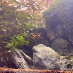 60cm水槽一式の画像