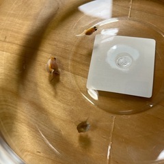 ちょうちんパールの赤ちゃん3匹　金魚の画像