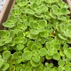 アロマティカス(^^)ゴキブリよけにもの画像