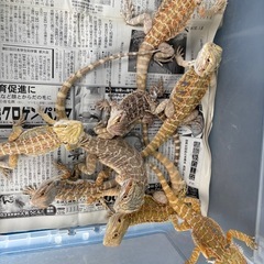 フトアゴヒゲトカゲ、ヤングサイズ、入荷しました