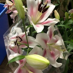 百合　球根　オリエンタル　ユリ