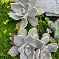 多肉植物　エケベリアの画像