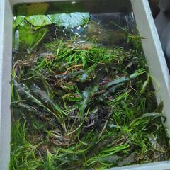 決まりました。お返事ない方すいません。水草たっぷり！転売OK！+...
