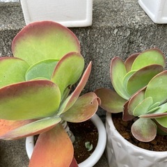 デザートローズ　多肉植物の画像
