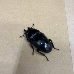 パラワンオオヒラタクワガタ(メス単)
の画像