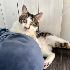 2匹の里親様を探しています