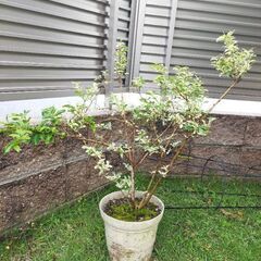 植木　庭木　常緑樹　低木　植物　シルバープリペット鉢植え