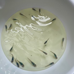 (お取り引き中)深海メダカの針子25匹