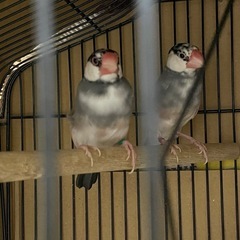 手のり文鳥
