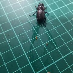 コクワガタメス