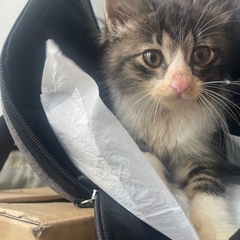 子猫ちゃんの里親募集中！！