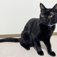 キュートな丸顔が特徴的な男の子の画像