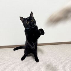 キュートな丸顔が特徴的な男の子 - 糟屋郡