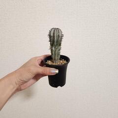 ユーフォルビア　ホリダの画像