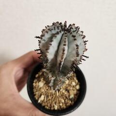 ユーフォルビア　ホリダの画像