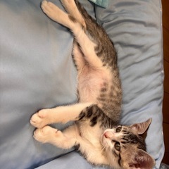 猫ちゃん