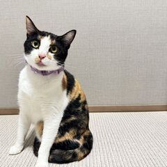 多頭飼育レスキュー💥甘えん坊 和柄の三毛ちゃん🩷