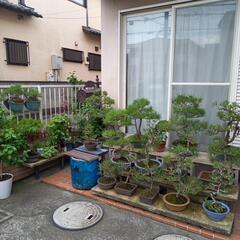 黒松赤松盆栽の画像