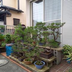 黒松赤松盆栽の画像