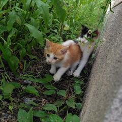 捨て猫の里親募集(オス)