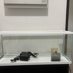 本日限定②スリム水槽