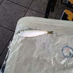 釣り仲間