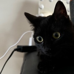 生後半年の黒猫ちゃんの里親様募集•*¨