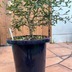 ランキングキーワードに紐づく投稿画像-多肉植物