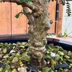 オペルクリカリア　パキプス　根挿し　の画像