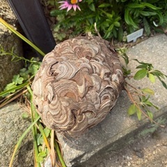 害虫・害獣駆除