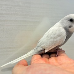 セキセイインコライラックモーブ