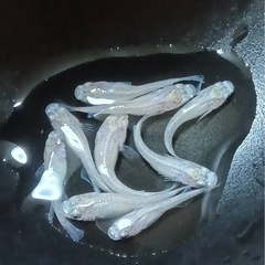 サバンナ様直系　スノーホワイト10匹プラスαの画像