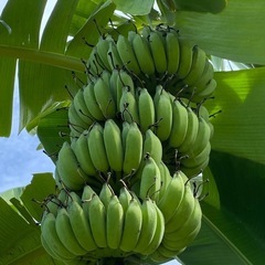 🍌アップルバナナ🍌　苗の画像
