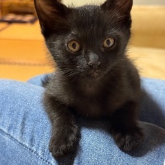 推定生後2ヶ月　黒猫　オス♂