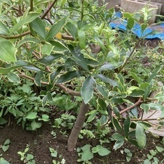 植物　沈丁花　ピンク　葉のふちが白い