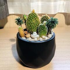 🌵無料 第11弾🌵サボテン寄せ植え